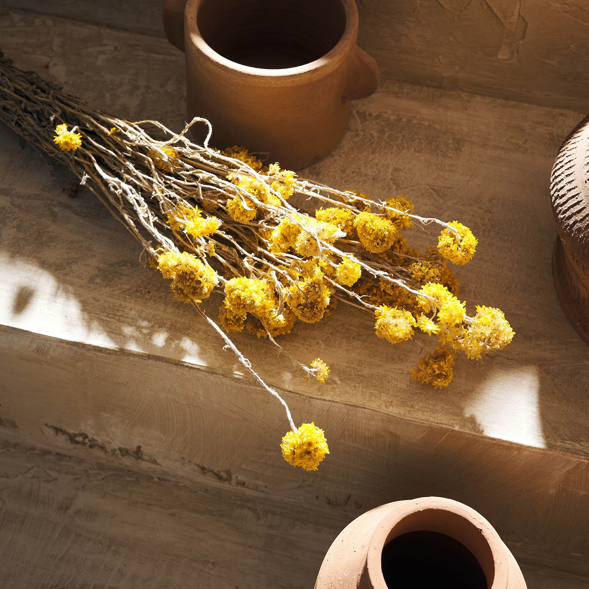 Αποξηραμένα άνθη Sanfordi 120