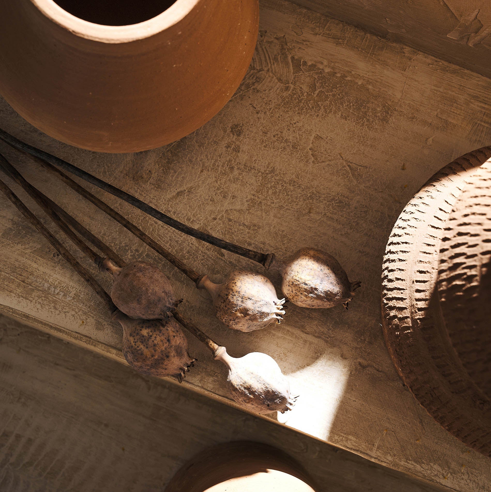 Dried Papaver flowers 124