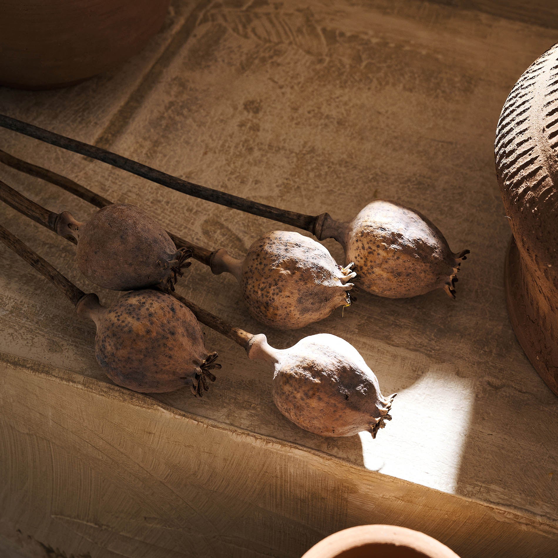 Dried Papaver flowers 124